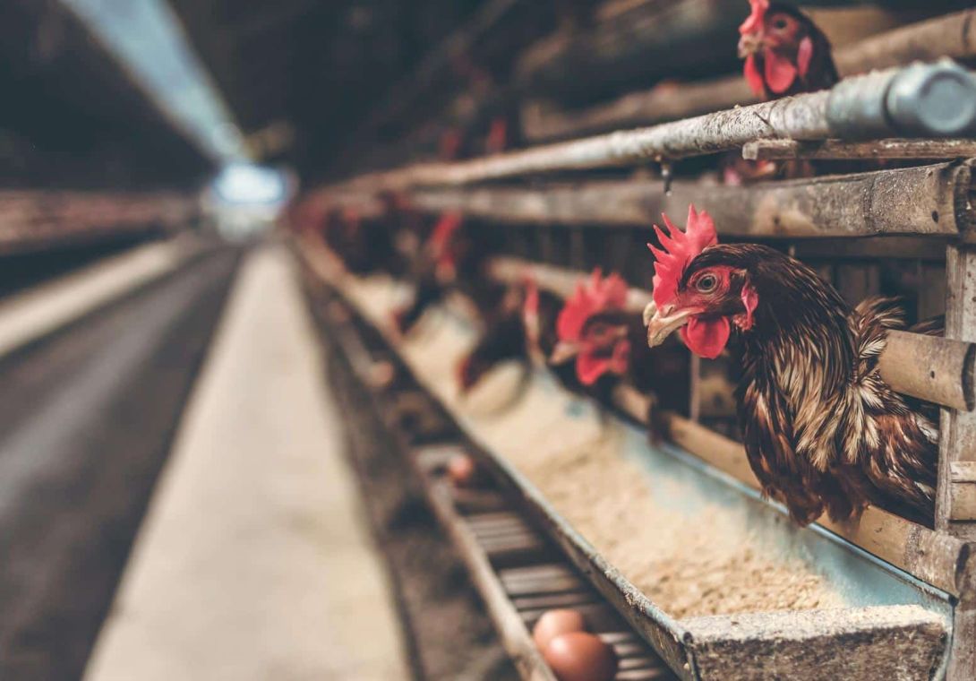 LED verlichting voor agrarische bedrijven